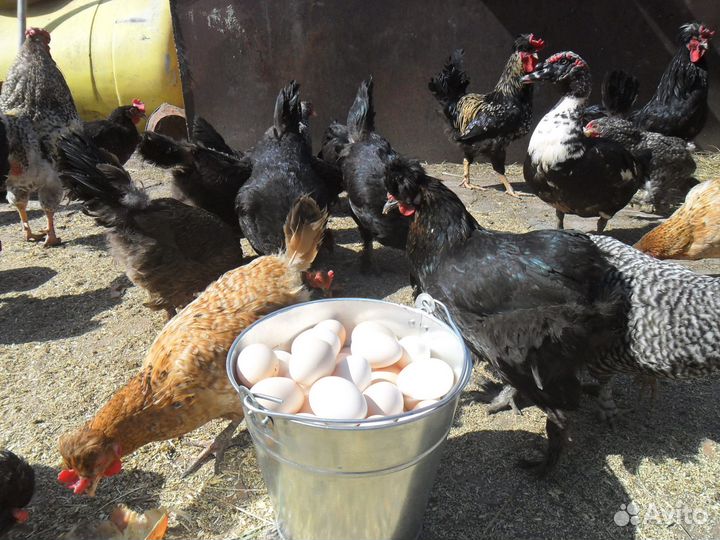 Домашние куриные яйца