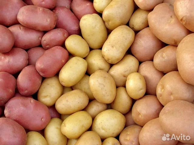 Про�дам картофель домашний