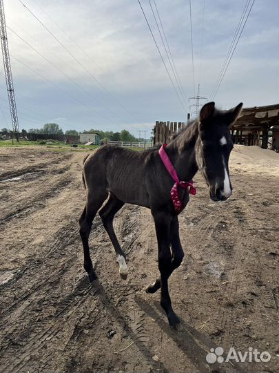 Жеребенок от чкв