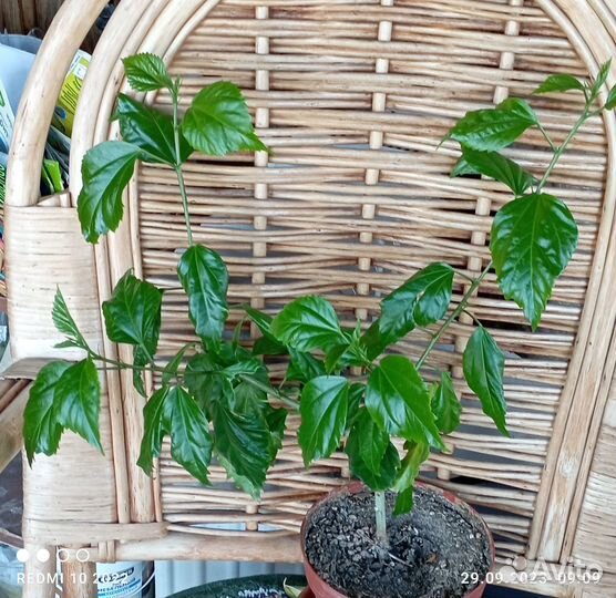 Гибискусы китайские