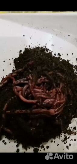 Черви(навозные)