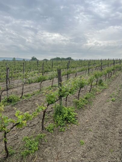 Участок 10 га (СНТ, ДНП)