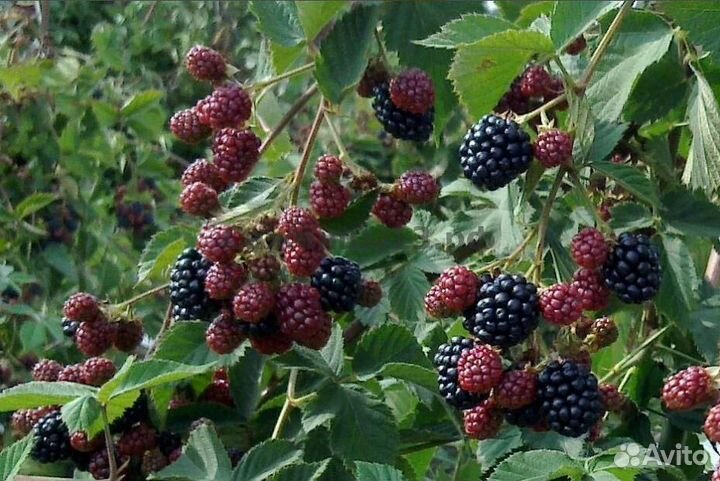 Саженцы ежевика Дарроу