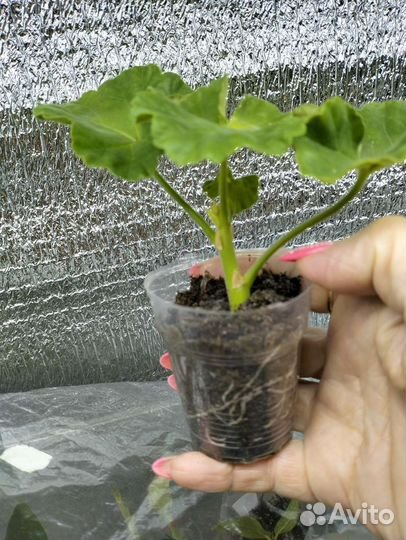 Пеларгония Emma