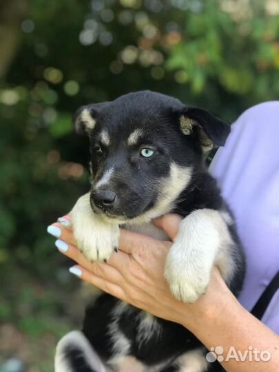 Щенок мальчик в добрые руки