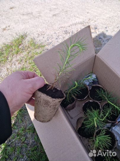 Сеянцы ели европейской зкс