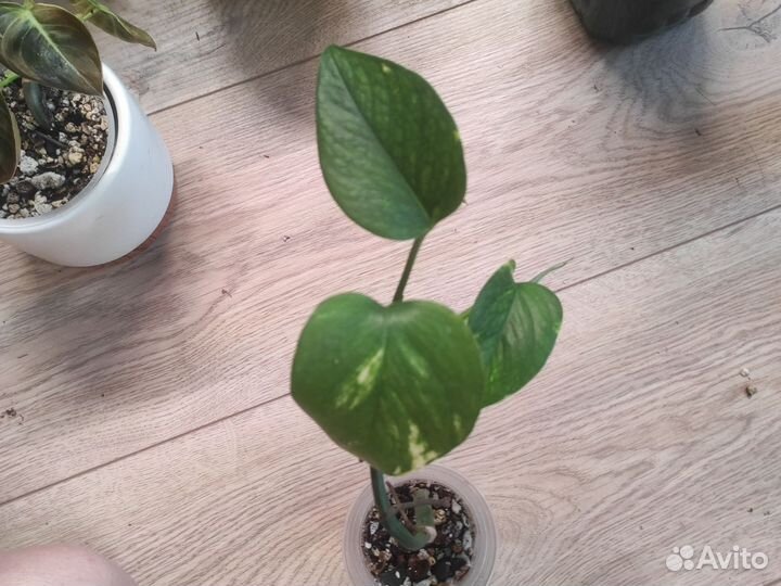 Сциндапсус золотистый