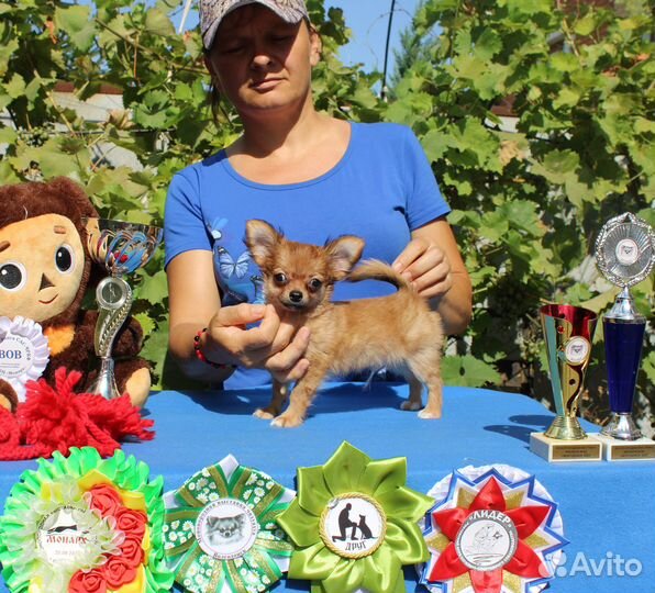 Малыши чихуахуа, длинношерстные