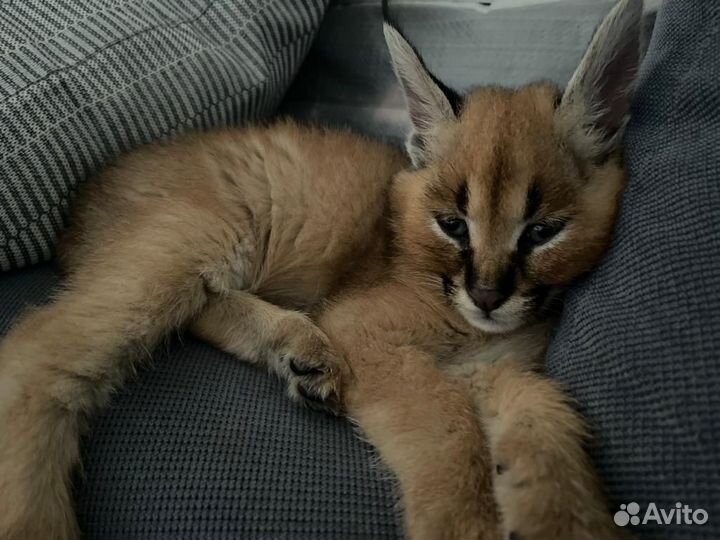 Каракет котенок