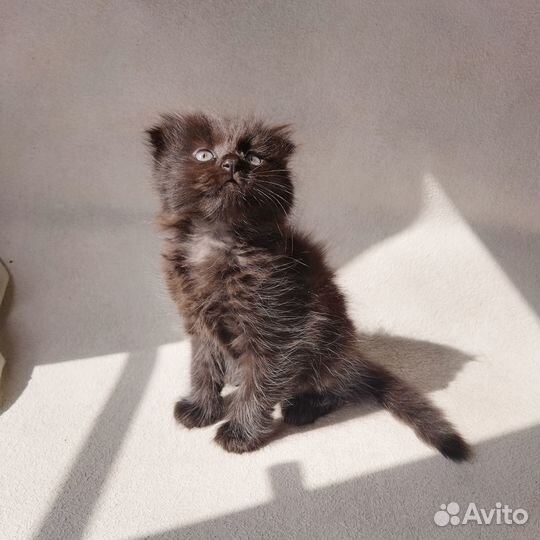Вислоухая кошечка