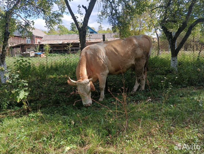 Корова высокоудойная стельная