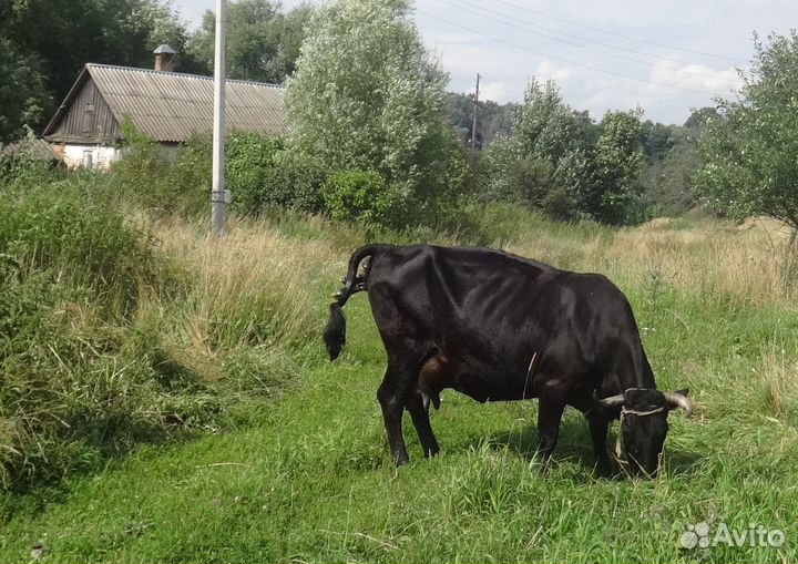 Продаются телята и коровы