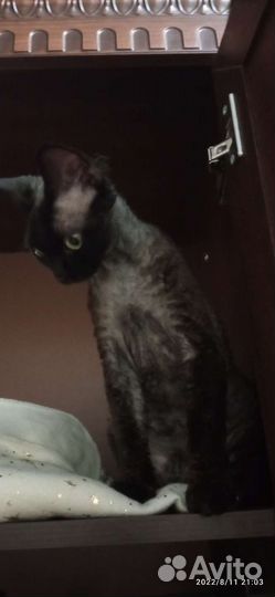 Девон-рекс вязка