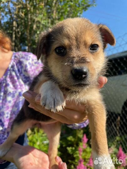 Отдам щенков в добрые руки