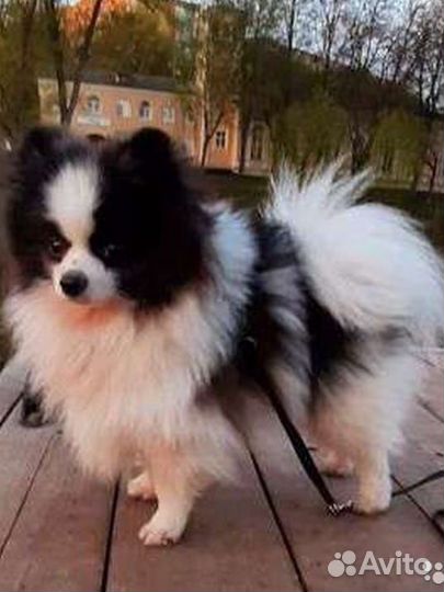 Померанский шпиц вязка