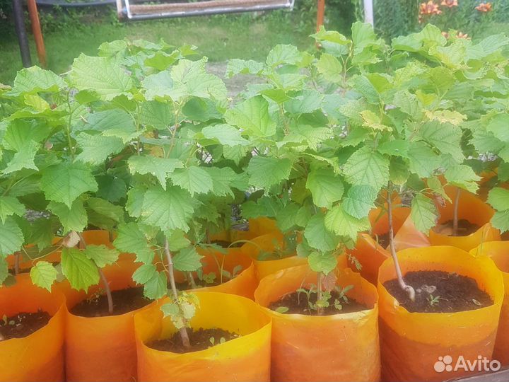 Саженцы фундука