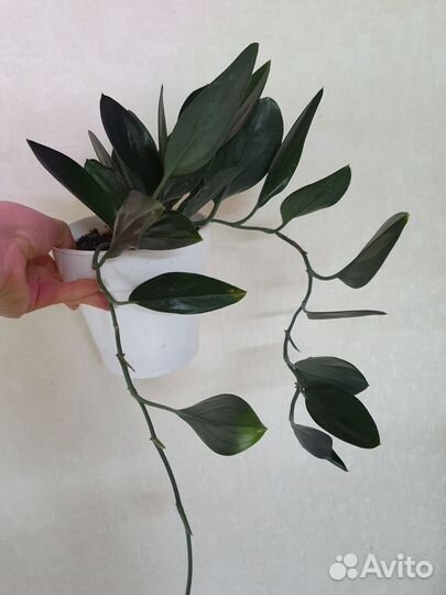 Сциндапсус