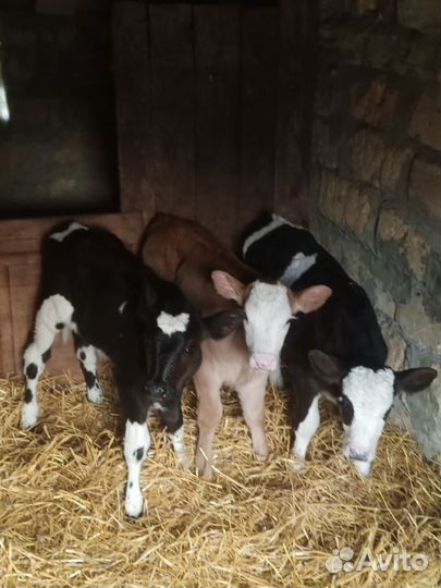 Бычки домашние