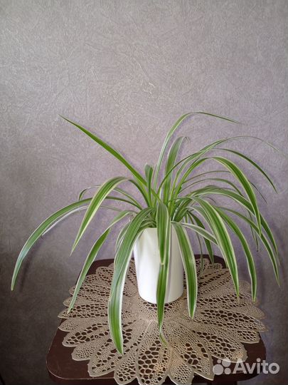 Хлорофитум