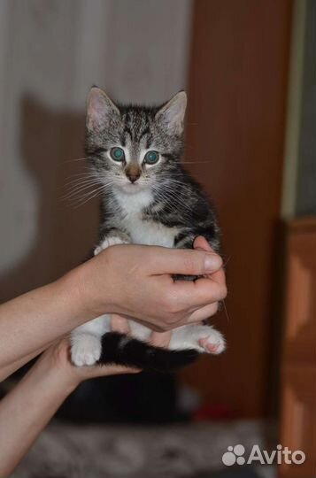 Малышка ищет семью