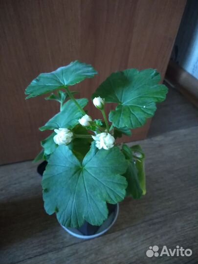 Пеларгония герань