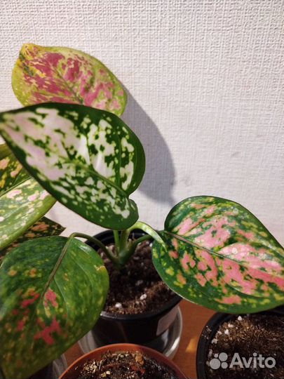 Аглаонема, много разных