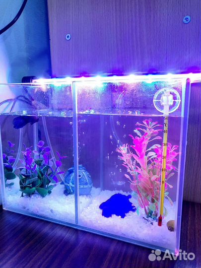 Продам аквариум с рыбками, со всеми аксессуарами