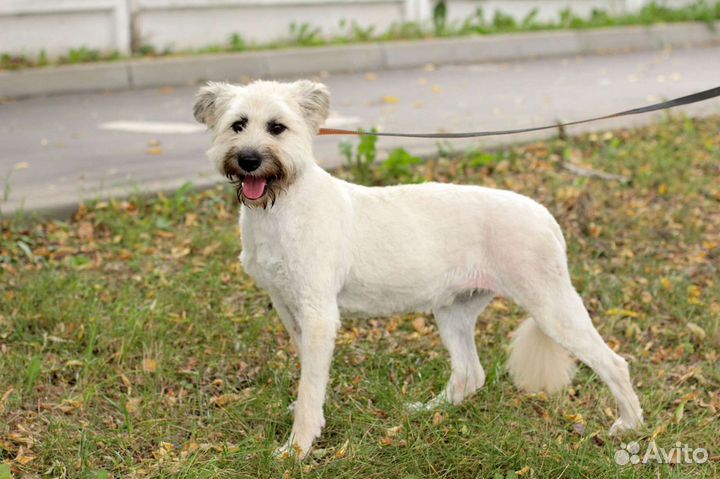 Собака Зина 2 года в дар