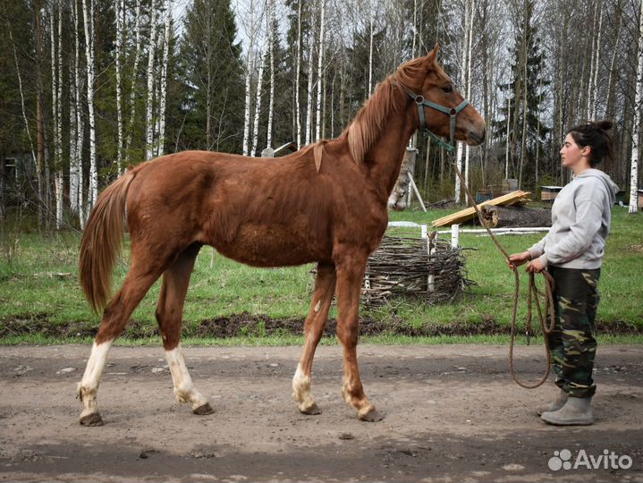 Жеребчик 2023 г.р. Орловский рысак