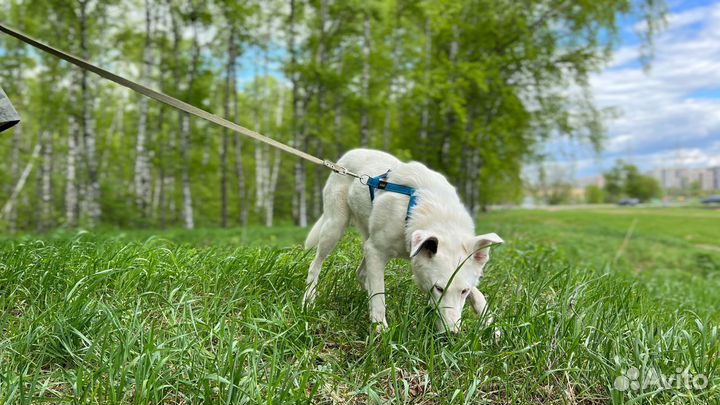Нежный Кокос скучает в приюте