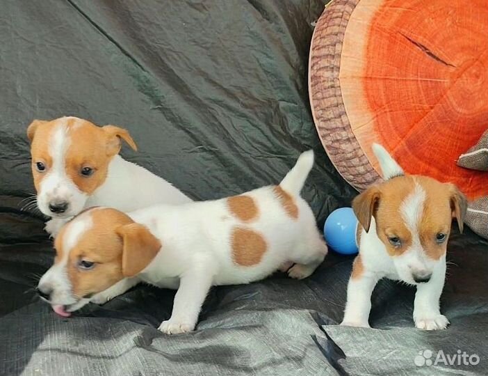 Щенки/Мини Джек Рассел терьер