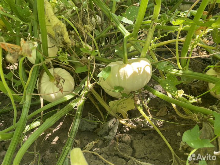 Тыква декоративная