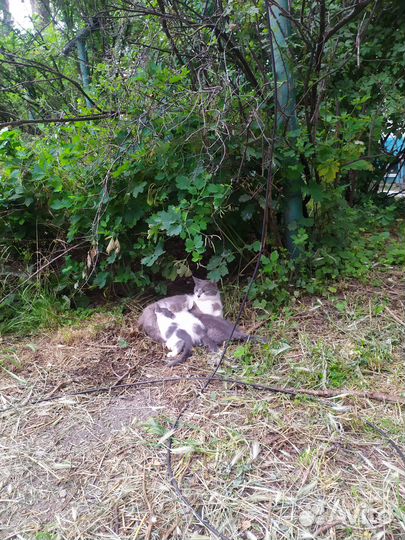 Котята отдам в добрые руки бесплатно