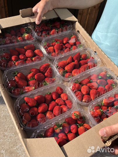 Свежая клубника (Армения )