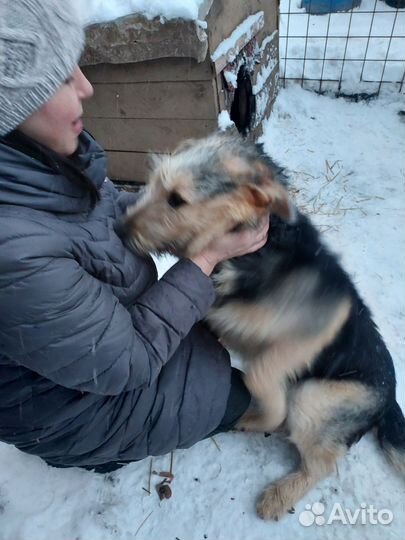 Собака в добрые руки