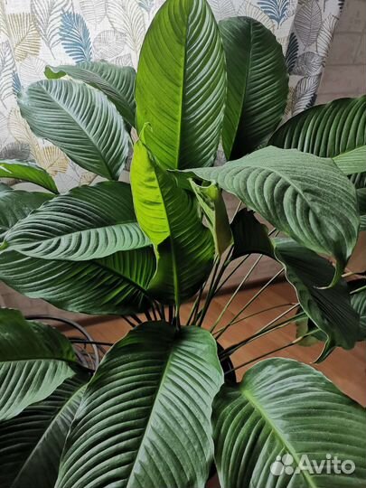 Спатифиллум - комнатное растение высотой 110 см