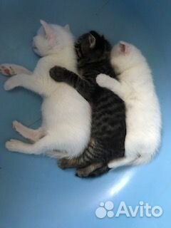 Отдам бесплатно котят вислоухие