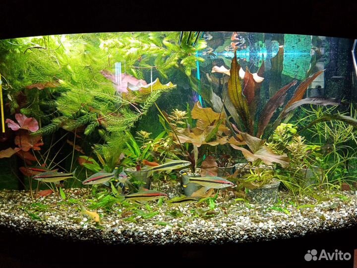 Продам растения и улитки теодоксусы