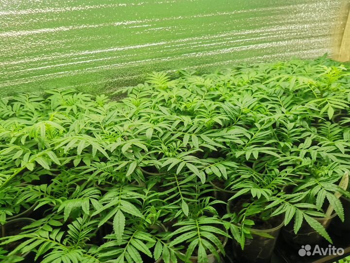 Рассада однолетних цветов