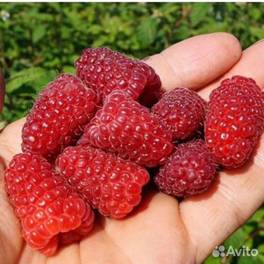 Ремонтантная малина