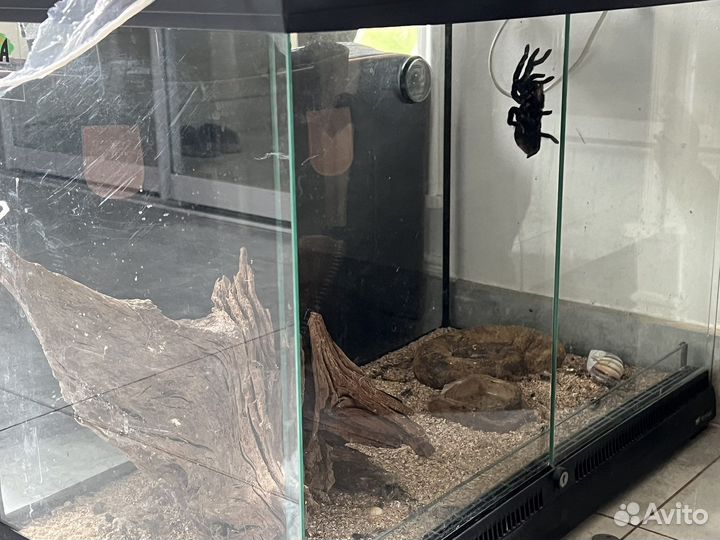 Паук птицеед