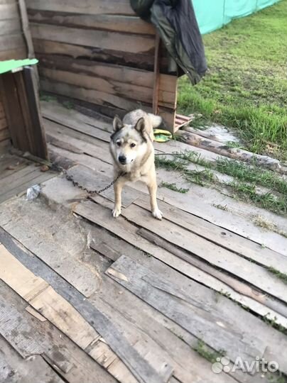 Собака в добрые руки