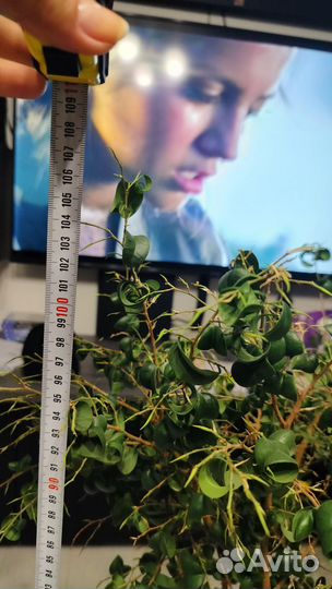 Фикус Барок