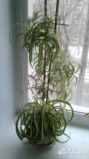 Хлорофитумы