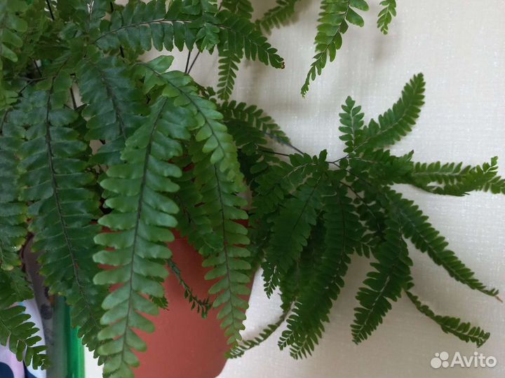 Нефролеписы