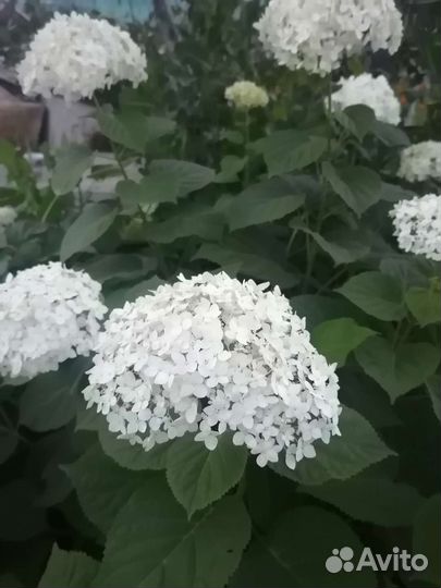 Гортензия древовидная