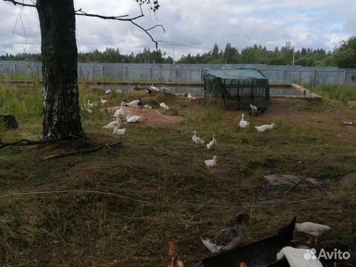 Куры гуси утки
