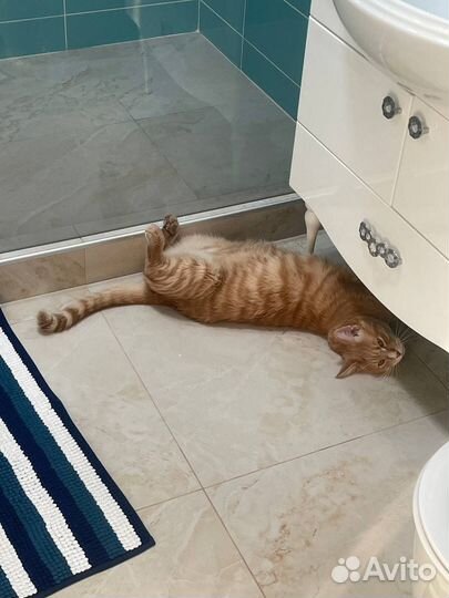 Передержка кошек