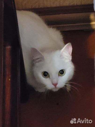 Кошка в добрые руки