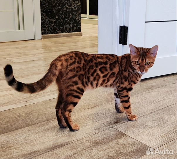 Бенгальская леопардовая кошечка